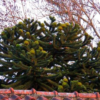 Araucaria araucana