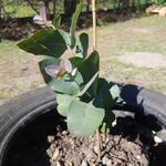 Eucalyptus neglecta - 