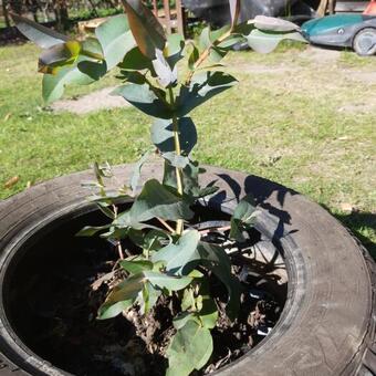 Eucalyptus neglecta