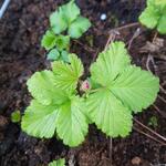 Rubus arcticus - Allackerbeere