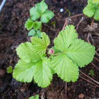 Rubus arcticus