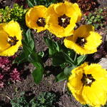 Tulipa 'Crystal Star' - 