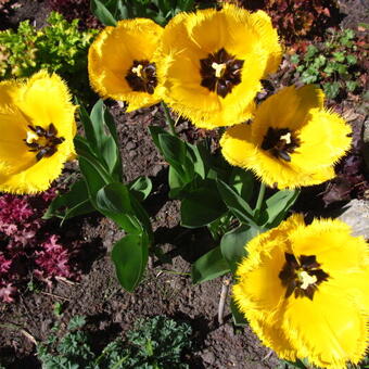 Tulipa 'Crystal Star'