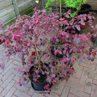 Loropetalum chinense 'Fire Dance'