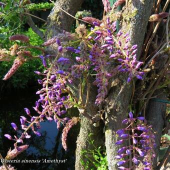 Wisteria sinensis 'Amethyst'