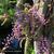 Wisteria sinensis 'Amethyst'