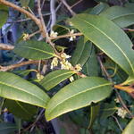 Osmanthus decorus - 