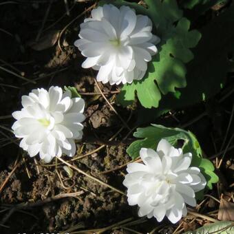 Sanguinaria canadensis 'Multiplex'