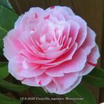 Camellia japonica 'Bonomiana' - 