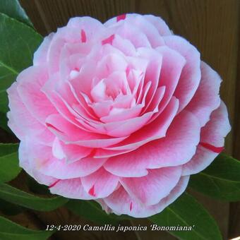 Camellia japonica 'Bonomiana'