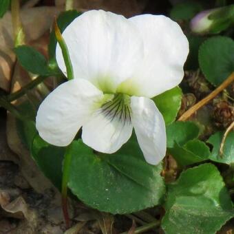 Viola sororia 'Albiflora'