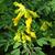 Corydalis lutea