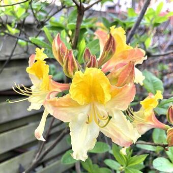 Rhododendron 'Lapwing'