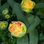 Tulipa 'Sensual Touch' - 