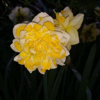 Narcissus 'Sweet Pomponette'