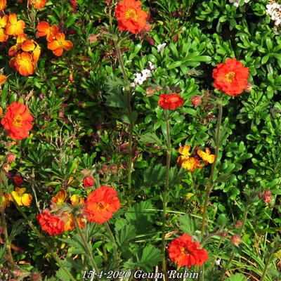 Geum 'Rubin' - 