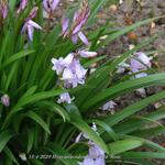 Hyacinthoides hispanica 'Rose' - 