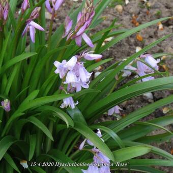 Hyacinthoides hispanica 'Rose'