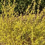 Betula nana 'Golden Treasure' - 