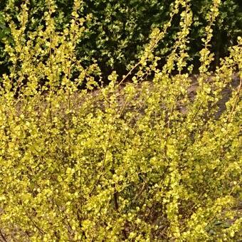 Betula nana 'Golden Treasure'