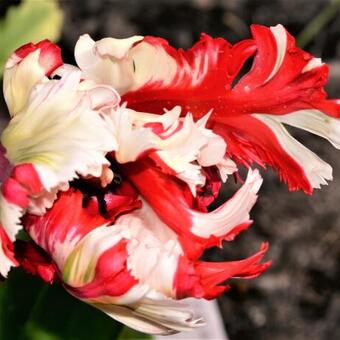 Tulipa 'Estella Rijnveld'