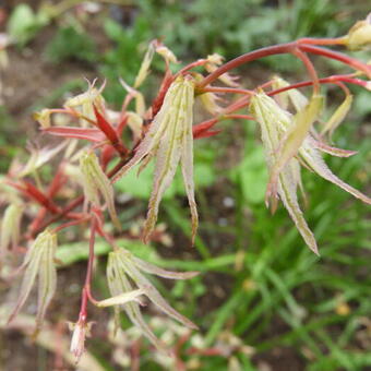 Acer palmatum 'Ukigumo'