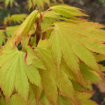 Acer shirasawanum 'Jordan' - 