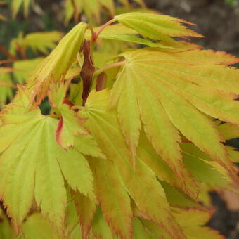 Acer shirasawanum 'Jordan'