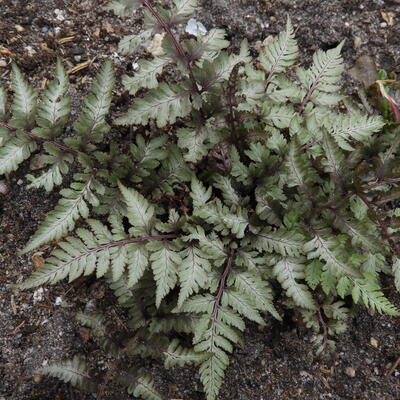 Athyrium niponicum var. Pictum - Athyrium niponicum var. Pictum