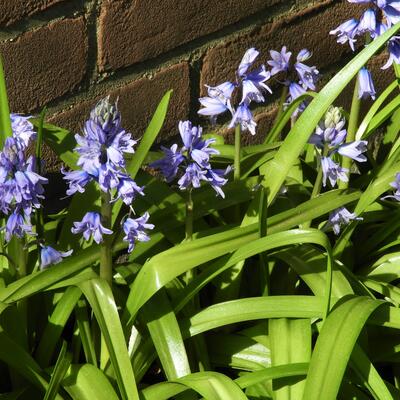 Hyacinthoides hispanica - 