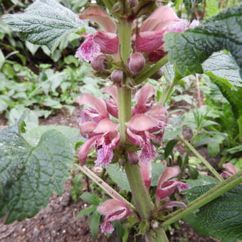 Lamium orvala