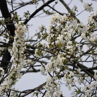 Prunus avium