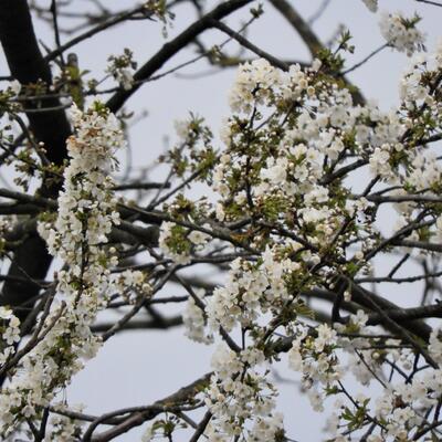 MERISIER, CERISIER COMMUN - Prunus avium