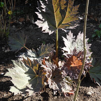 Rheum palmatum 'Atrosanguineum' - 