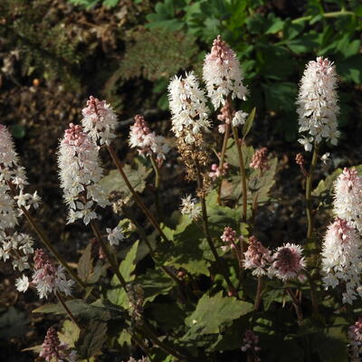 Tiarella cordifolia 'Oakleaf' - 