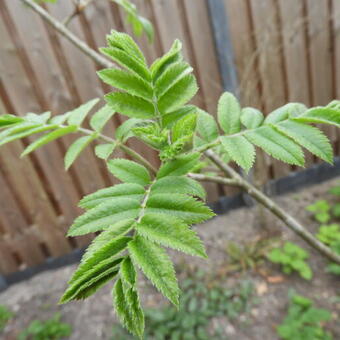 Sorbus aucuparia