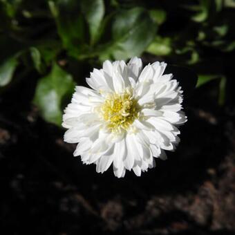 Bellis perennis