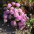 Armeria juniperifolia 'Bevan's Variety'