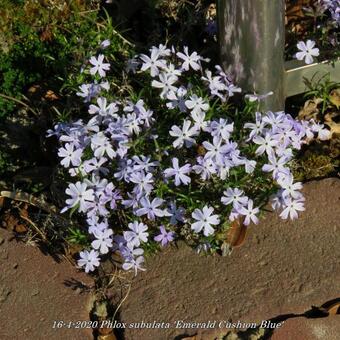 Phlox subulata 'Emerald Cushion Blue'