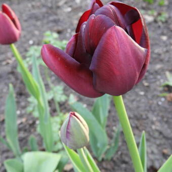 Tulipa 'Queen Of Night'