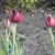 Tulipa 'Queen Of Night'