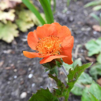 Geum coccineum 'Borisii'