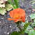 Geum coccineum 'Borisii'