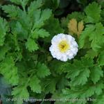 Tanacetum parthenium 'Sissinghurst White' - 