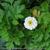 Tanacetum parthenium 'Sissinghurst White'