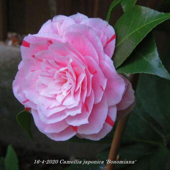 Camellia japonica 'Bonomiana'