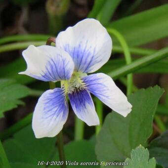 Viola sororia f. priceana