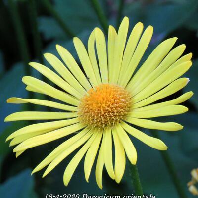 Kaukasus-Gämswurz - Doronicum orientale