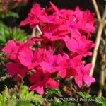 Verbena x hybrida 'SUPERBENA Pink Shades' - 