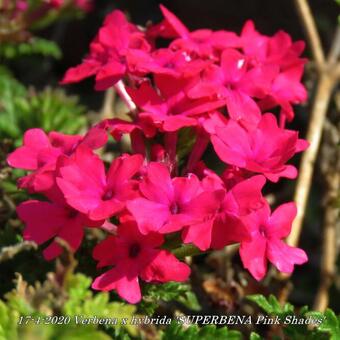 Verbena x hybrida 'SUPERBENA Pink Shades'